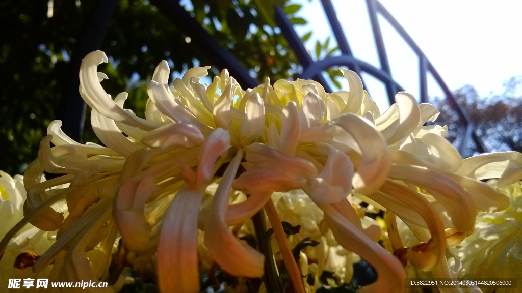 菊花