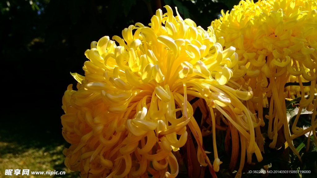 菊花