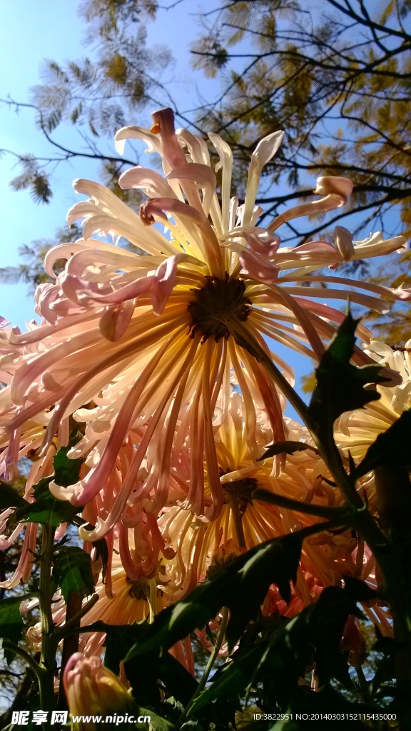 菊花
