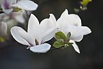 玉兰花