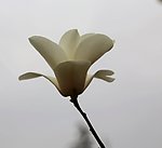玉兰花