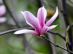 玉兰花
