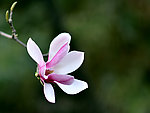 玉兰花