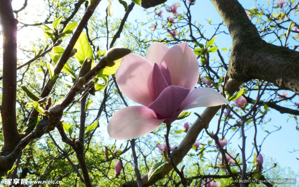 玉兰花