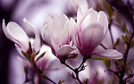 玉兰花