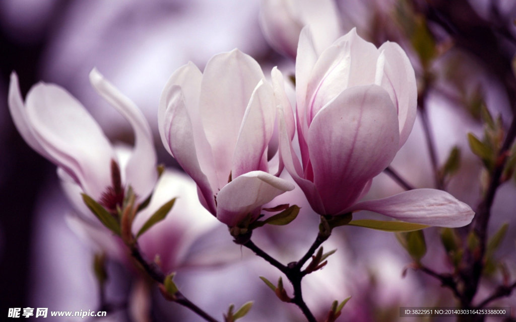 玉兰花