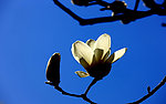 玉兰花