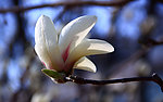 玉兰花