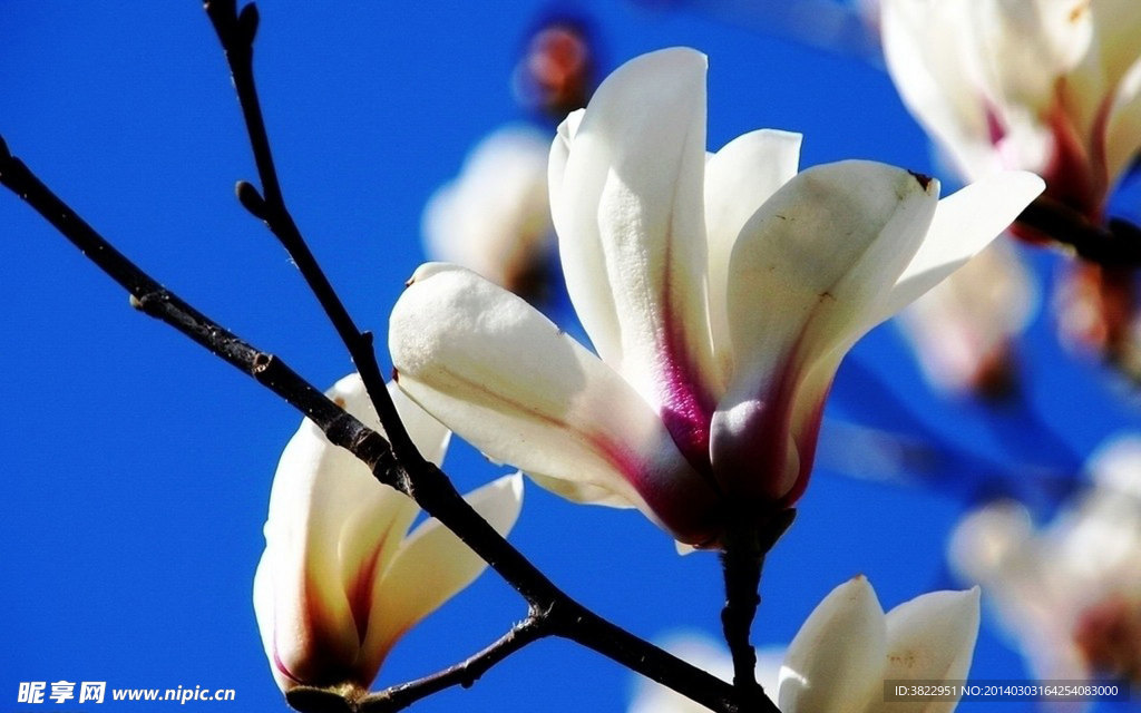 玉兰花