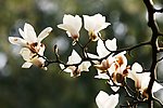 玉兰花