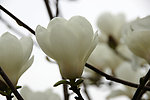 玉兰花