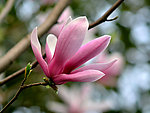 玉兰花