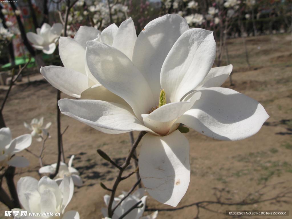 玉兰花