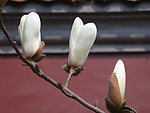 玉兰花