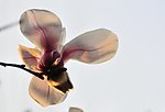 玉兰花