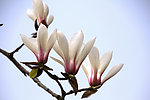 玉兰花