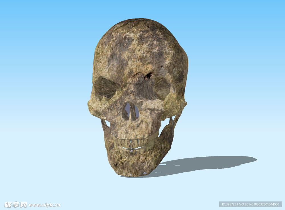 头骨3D模型