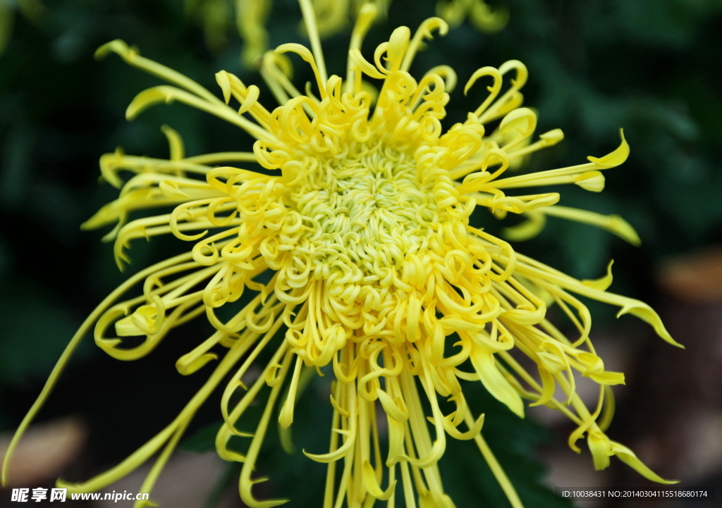 菊花