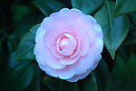 山茶花
