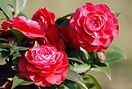 山茶花