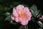 山茶花