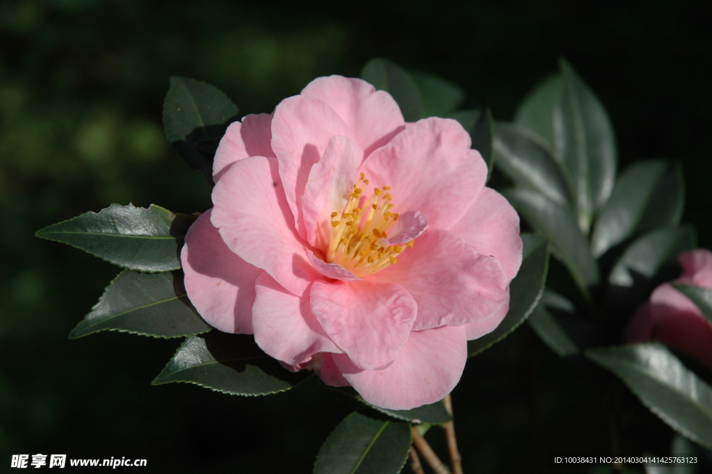 山茶花