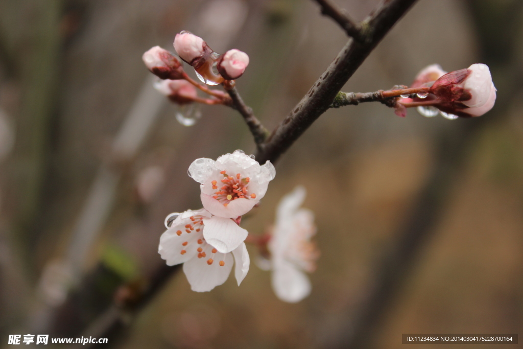 樱花