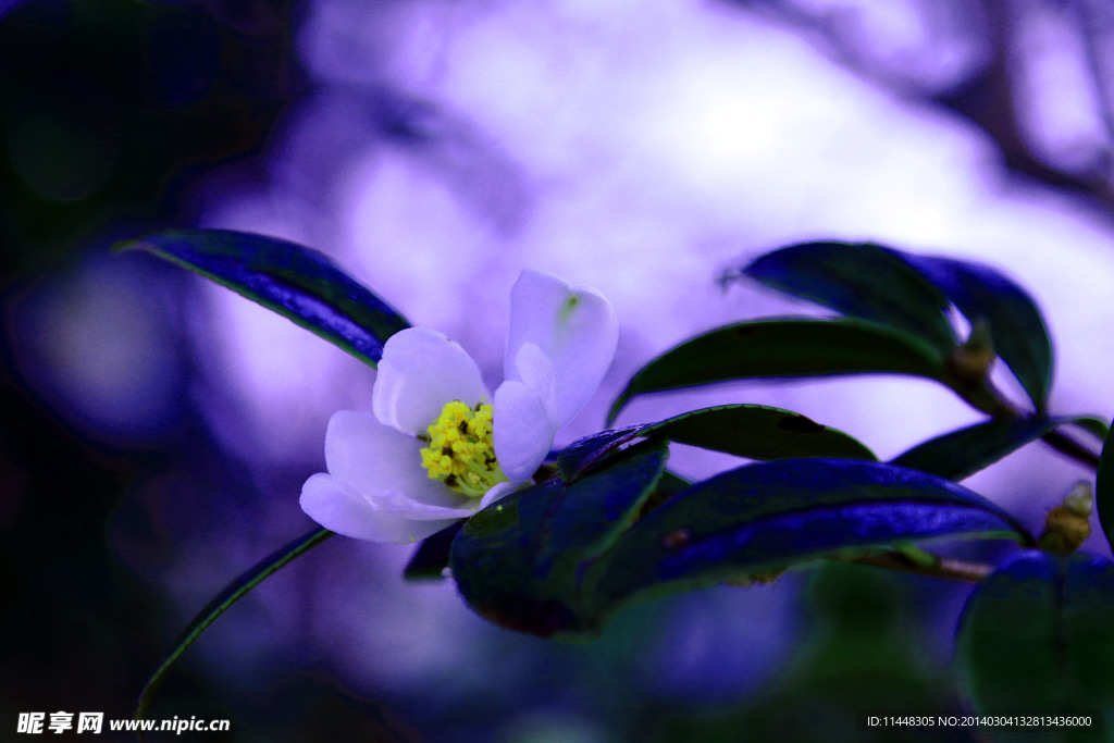 花草