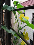 冬瓜花