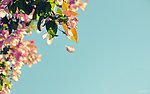 花卉