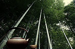 竹林听雨