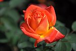 月季花