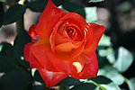 月季花