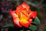 月季花