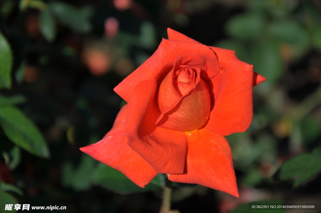 月季花