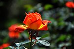 月季花
