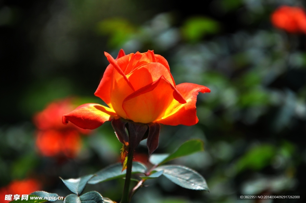 月季花