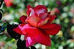 山茶花