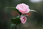 山茶花