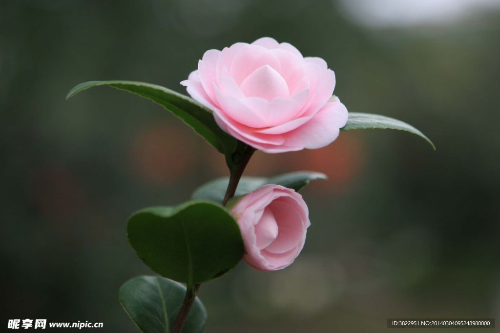 山茶花