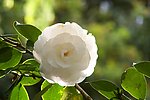 山茶花