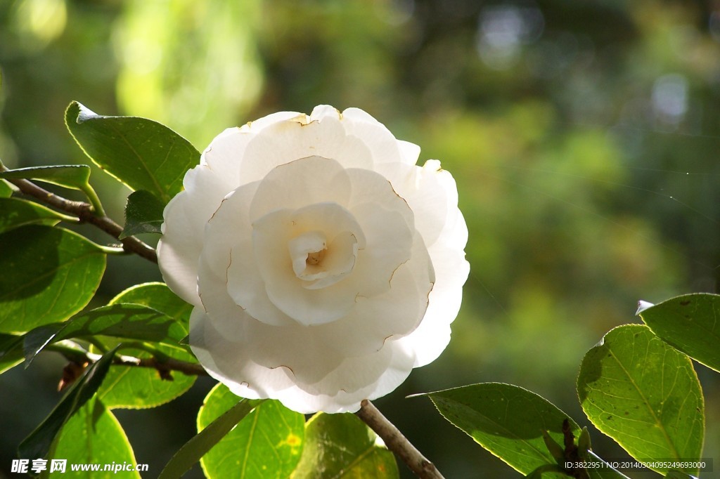 山茶花