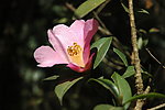 山茶花