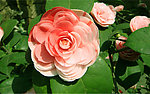 山茶花