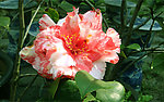 山茶花