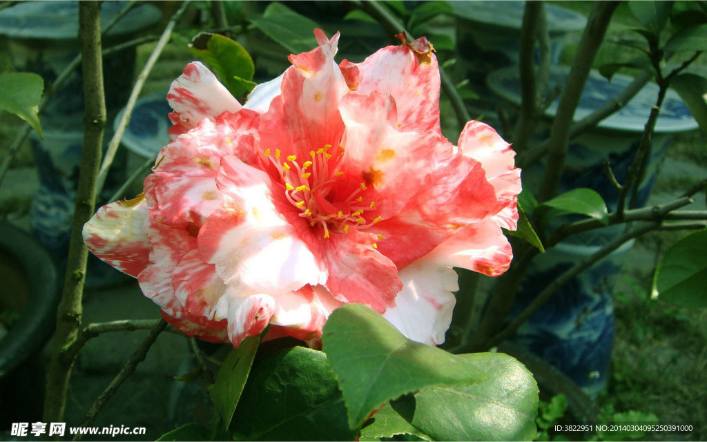 山茶花