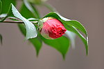 山茶花