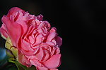 山茶花