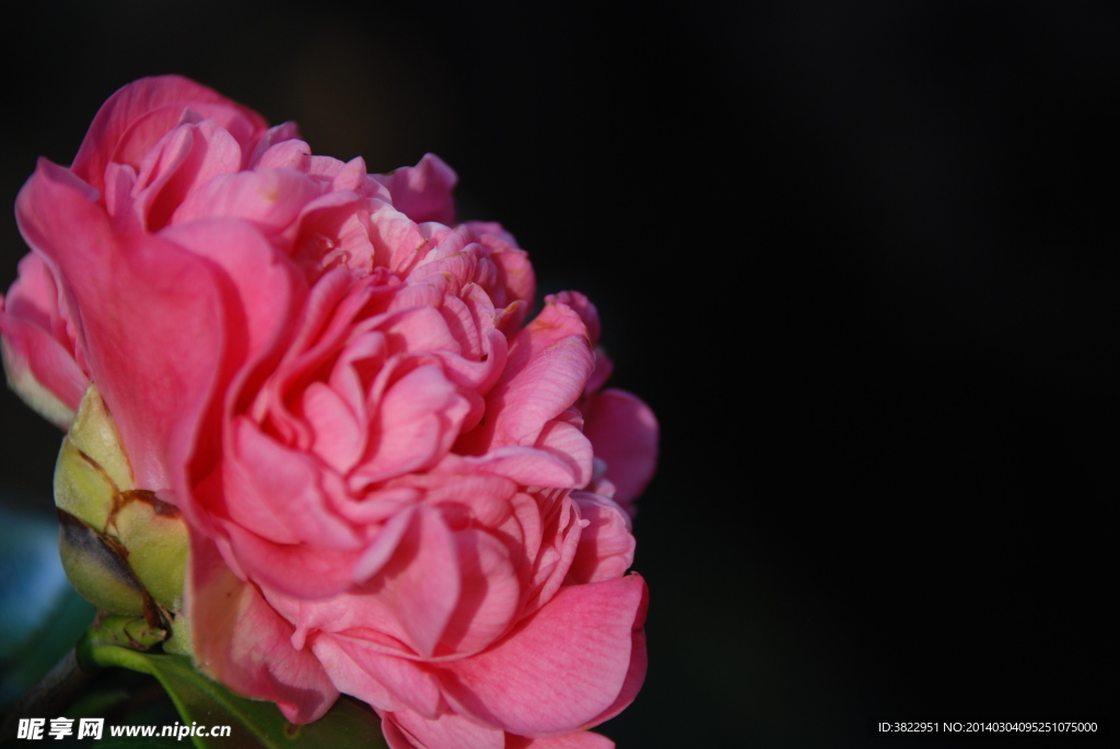 山茶花