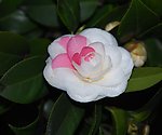 山茶花